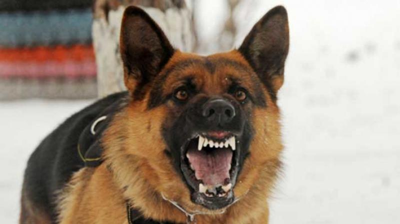 Ողբերգական դեպք՝ Երևանում. շան կծելու հետևանքով՝ «Շենգավիթ» ԲԿ տեղափոխված կինը, գիտակցության չգալով, մահացել է
