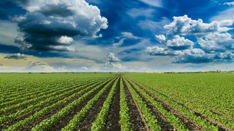 Կառավարությունը հաստատել է Բուսաբուծության աջակցության 2026 թ. ծրագիրը