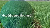 «Հիդրոօդերևութաբանության և մոնիթորինգի կենտրոնը» ներկայացրել է հացահատիկային մշակաբույսերի կանխատեսում