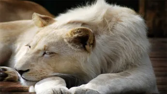La lionne transférée au jardin la veille ne s'est pas réveillée de son sommeil.