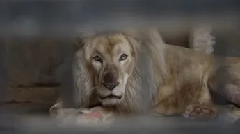 Les nouveaux résidents du zoo sont sous surveillance permanente.