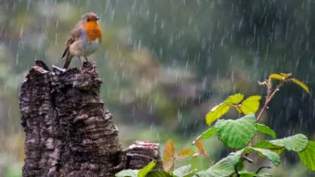 La température de l'air augmentera de 6 à 8 degrés. Il y aura des pluies,