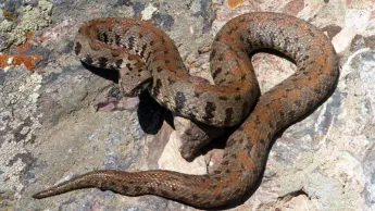 Pendant la période d'activation des serpents, la vigilance et la sensibilisation sont la meilleure protection, selon le ministère de l'Intérieur.
