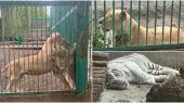 Городская администрация разъяснила спекуляции вокруг перемещения животных Гагика Царукяна