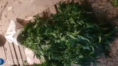 Полиция обнаружила случаи выращивания конопли. Возбуждены уголовные дела.