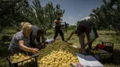74.5% անկում. Հայկական գյուղմթերքի արտահանման ճգնաժամի համակարգային պատճառները. Տիգրան Դումիկյան