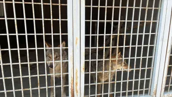 В Цовагюхе незаконно содержащиеся волки переданы на попечение специалистов. БЭТМ