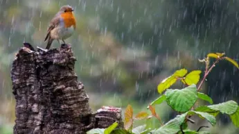 The air temperature will drop by 3-5 degrees; in some areas, there will be heavy rain.